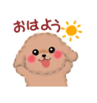 かわいいトイプードル❤️スタンプ（個別スタンプ：1）