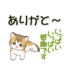 よちよち子猫の毎日（個別スタンプ：17）