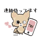 【チワワ】愛犬の名前にできる！！カスタム（個別スタンプ：23）