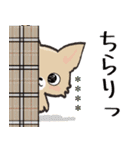 【チワワ】愛犬の名前にできる！！カスタム（個別スタンプ：25）