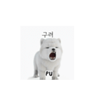 サモエド韓国語 xK0（個別スタンプ：31）