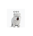 サモエド韓国語 xK0（個別スタンプ：33）
