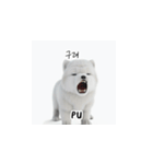 サモエド韓国語 Ynf（個別スタンプ：31）