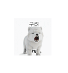 サモエド韓国語 YUZ（個別スタンプ：31）