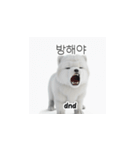 サモエド韓国語 YUZ（個別スタンプ：33）