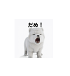 カップルのための愛の表現ステッカー1（個別スタンプ：9）