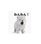 カップルのための愛の表現ステッカー1（個別スタンプ：34）