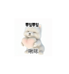 [韩语]可爱的小天使北极白色小狗 qcB（個別スタンプ：8）