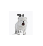[韩语]可爱的小天使北极白色小狗 qcB（個別スタンプ：19）