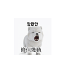 [韩语]可爱的小天使北极白色小狗 qcB（個別スタンプ：38）