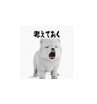 カップルのための愛の表現ステッカー（個別スタンプ：29）