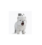韓国語会話 サモエド犬KRJP 2lG（個別スタンプ：2）