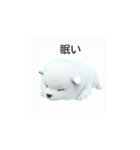 韓国語会話 サモエド犬KRJP 2lG（個別スタンプ：5）