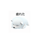 韓国語会話 サモエド犬KRJP 2lG（個別スタンプ：17）