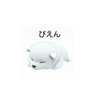 韓国語会話 サモエド犬KRJP 2lG（個別スタンプ：18）