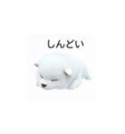 韓国語会話 サモエド犬KRJP 2lG（個別スタンプ：19）