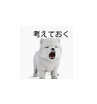 韓国語会話 サモエド犬KRJP 2lG（個別スタンプ：29）