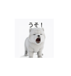 韓国語会話 サモエド犬KRJP 2lG（個別スタンプ：32）