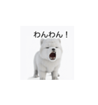 韓国語会話 サモエド犬KRJP 2lG（個別スタンプ：34）