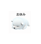 韓国語会話 サモエド犬KRJP 2lG（個別スタンプ：39）