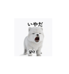 韓国語会話 サモエド犬KRJP swQ（個別スタンプ：14）