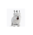 韓国語会話 サモエド犬KRJP swQ（個別スタンプ：32）