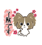 もふもふパピヨン♡年中使える（個別スタンプ：1）
