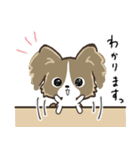 もふもふパピヨン♡年中使える（個別スタンプ：12）
