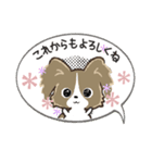 もふもふパピヨン♡年中使える（個別スタンプ：23）
