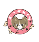 もふもふパピヨン♡年中使える（個別スタンプ：30）