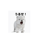 韓国語会話 サモエド犬KRJP 6rG（個別スタンプ：20）