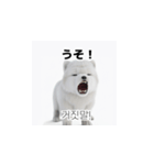 韓国語会話 サモエド犬KRJP 6rG（個別スタンプ：32）