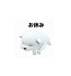 韓国語会話 サモエド犬KRJP 6rG（個別スタンプ：39）
