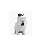 韓国語会話 サモエド犬KRJP aWg（個別スタンプ：2）