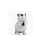 韓国語会話 サモエド犬KRJP aWg（個別スタンプ：9）