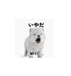 韓国語会話 サモエド犬KRJP aWg（個別スタンプ：14）
