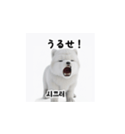 韓国語会話 サモエド犬KRJP aWg（個別スタンプ：20）