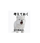 韓国語会話 サモエド犬KRJP aWg（個別スタンプ：29）