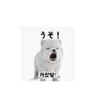 韓国語会話 サモエド犬KRJP aWg（個別スタンプ：32）