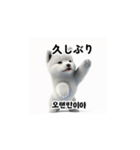 韓国語会話 サモエド犬KRJP aWg（個別スタンプ：33）