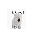 韓国語会話 サモエド犬KRJP aWg（個別スタンプ：34）
