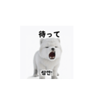 韓国語会話 サモエド犬KRJP aWg（個別スタンプ：40）