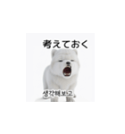 韓国語会話 サモエド犬KRJP nLz（個別スタンプ：29）