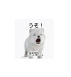 韓国語会話 サモエド犬KRJP nLz（個別スタンプ：32）