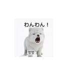 韓国語会話 サモエド犬KRJP nLz（個別スタンプ：34）