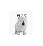 韓国語会話 サモエド犬KRJP nLz（個別スタンプ：40）
