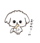 愛犬♡マルチーズのスタンプ【年中】（個別スタンプ：13）
