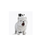 サモエド犬 30L（個別スタンプ：2）