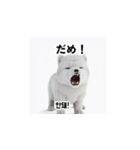 サモエド犬 30L（個別スタンプ：9）