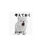 サモエド犬 30L（個別スタンプ：29）